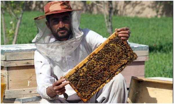 World Bee Day: Depending on the survival of bees