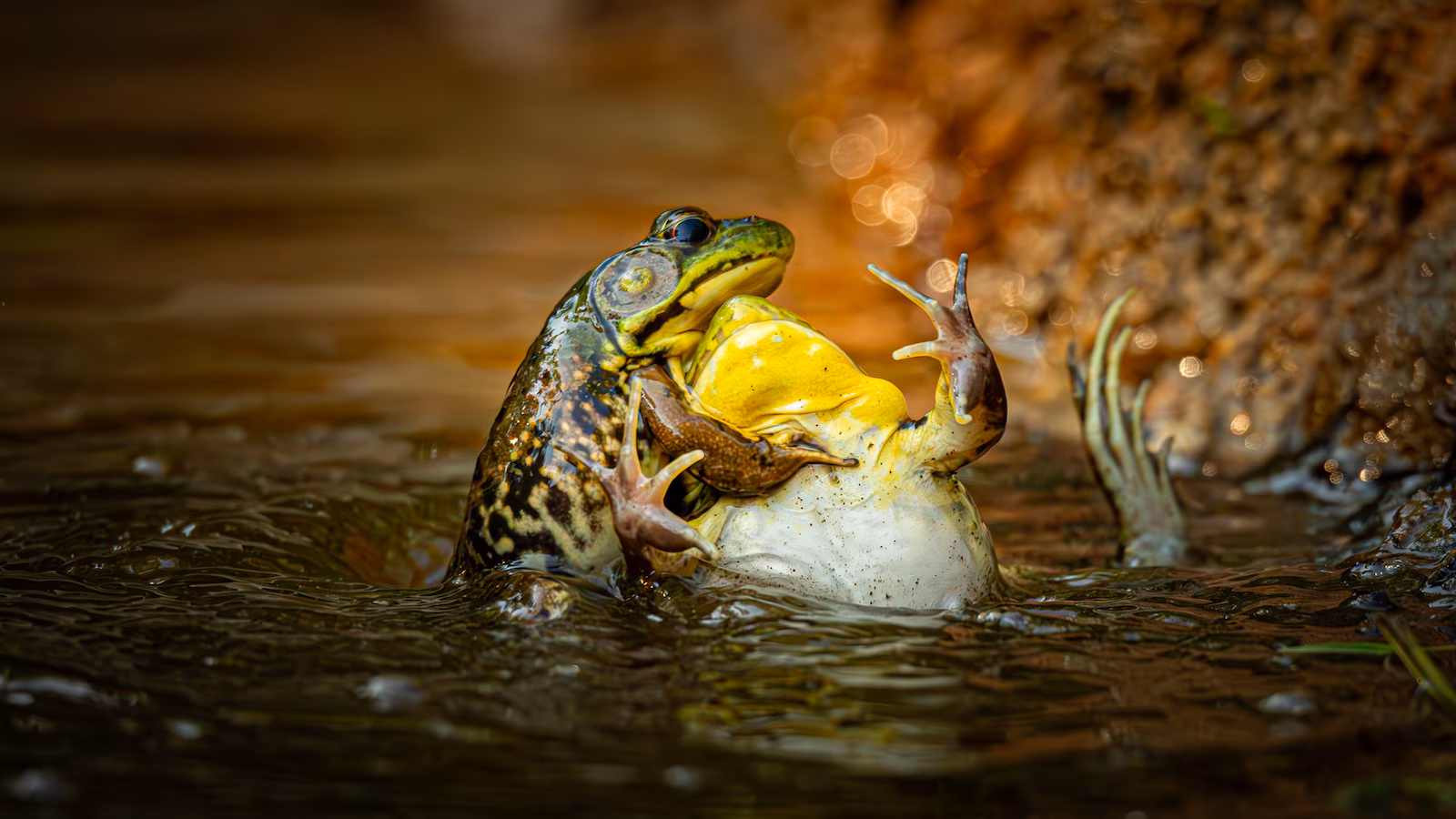 Nikon Comedy Wildlife Photography Awards 2025 - Winners