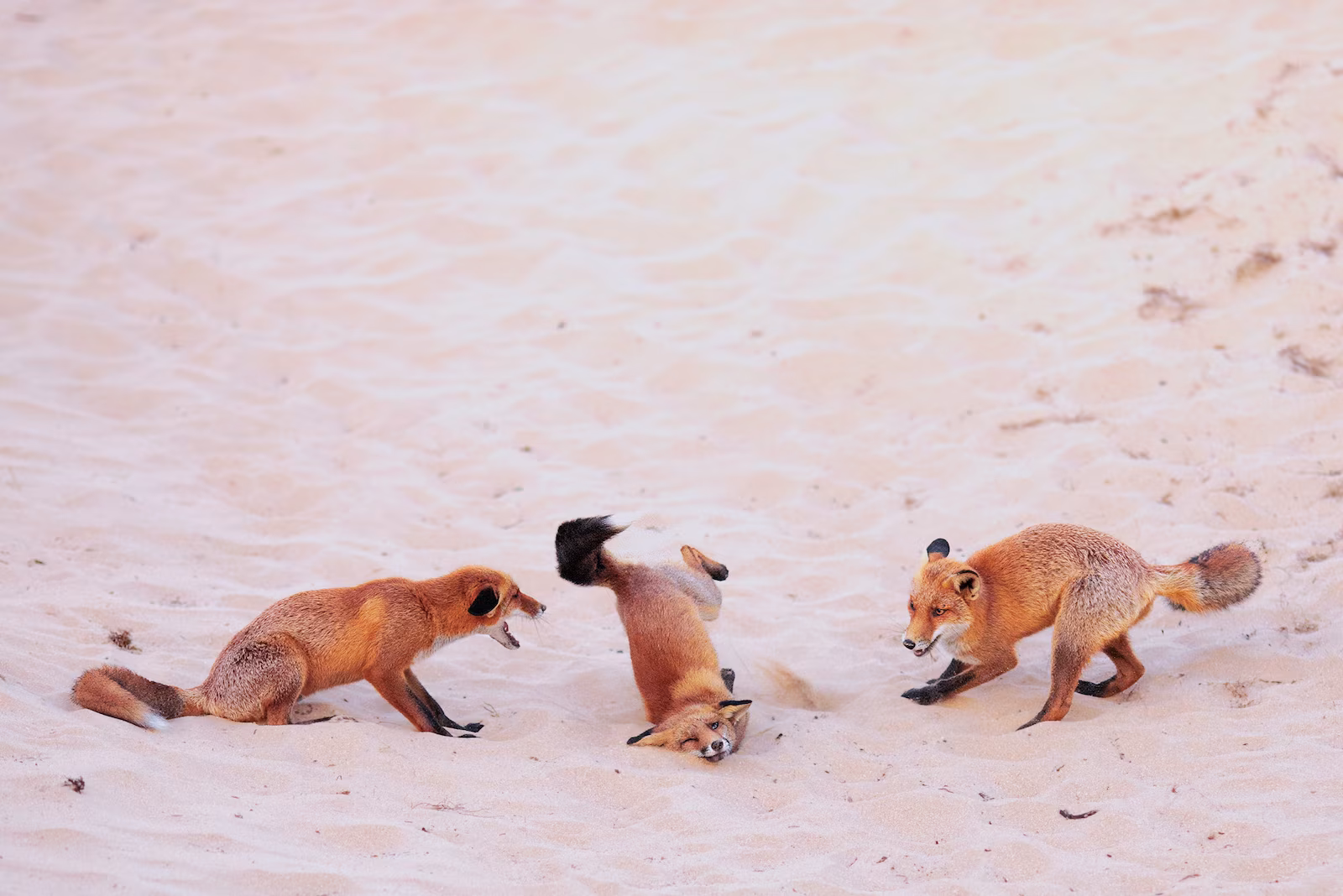 Nikon Comedy Wildlife Photography Awards 2025 - Winners
