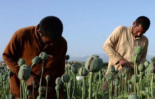 کشاورزان افغان در بحران جایگزینی درآمد خشخاش