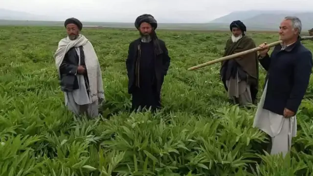 واردات دوا از پاکستان سر از امروز دوشنبه ممنوع شد
