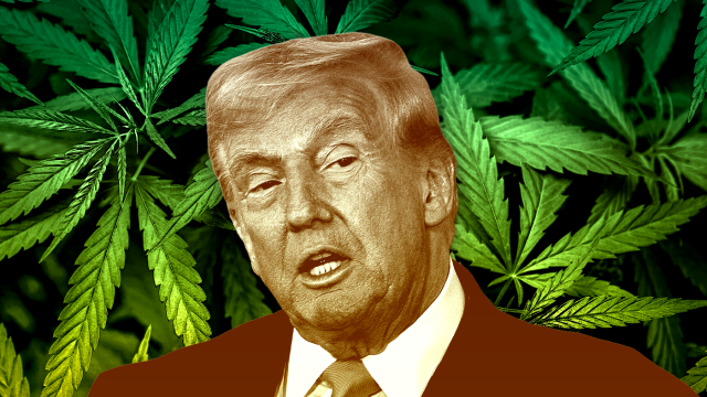 Trump turns over new leaf in GOP drug policy with marijuana, psychedelics orders