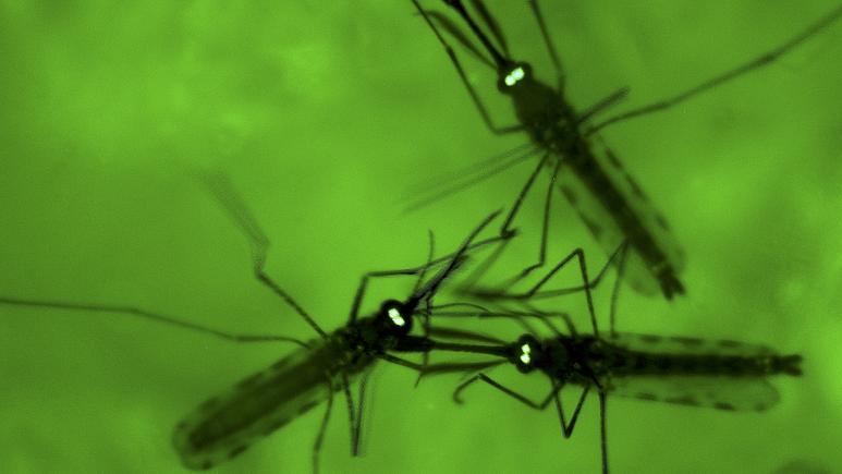 Malaria breakthrough as scientists find microbe that can stop mosquitoes spreading deadly disease