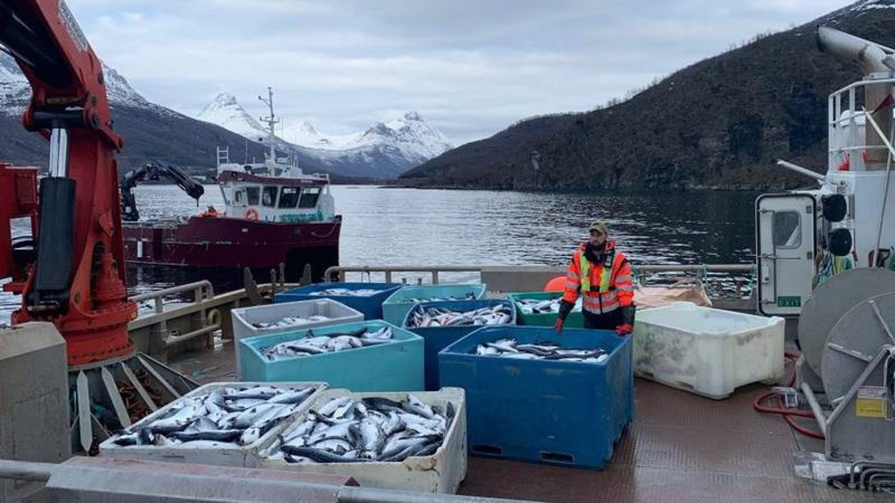 Norway says its salmon not source of Beijing virus outbreak
