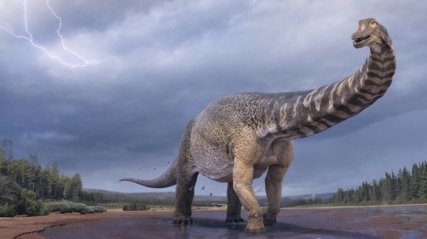  Australias largest dinosaur identified as new species 