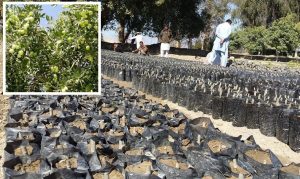 Nangarhar olive production to surpass 1,200 tons this year: officials