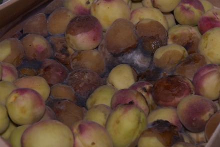Tons Of Fruit Left To Rot As Flight Delays Continue